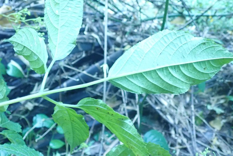 Afrocayratia debilis photo 3