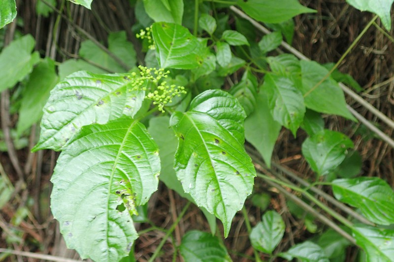 Afrocayratia debilis photo 4