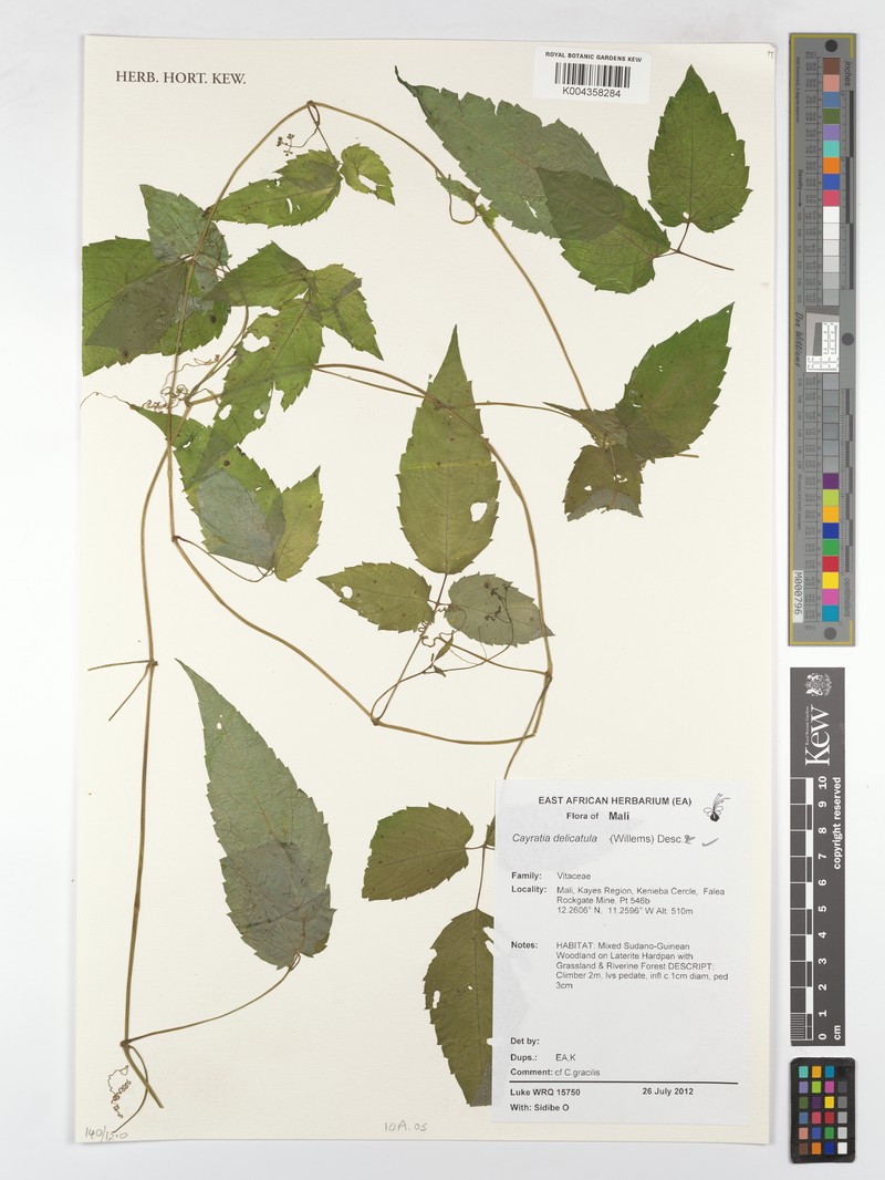 Afrocayratia delicatula