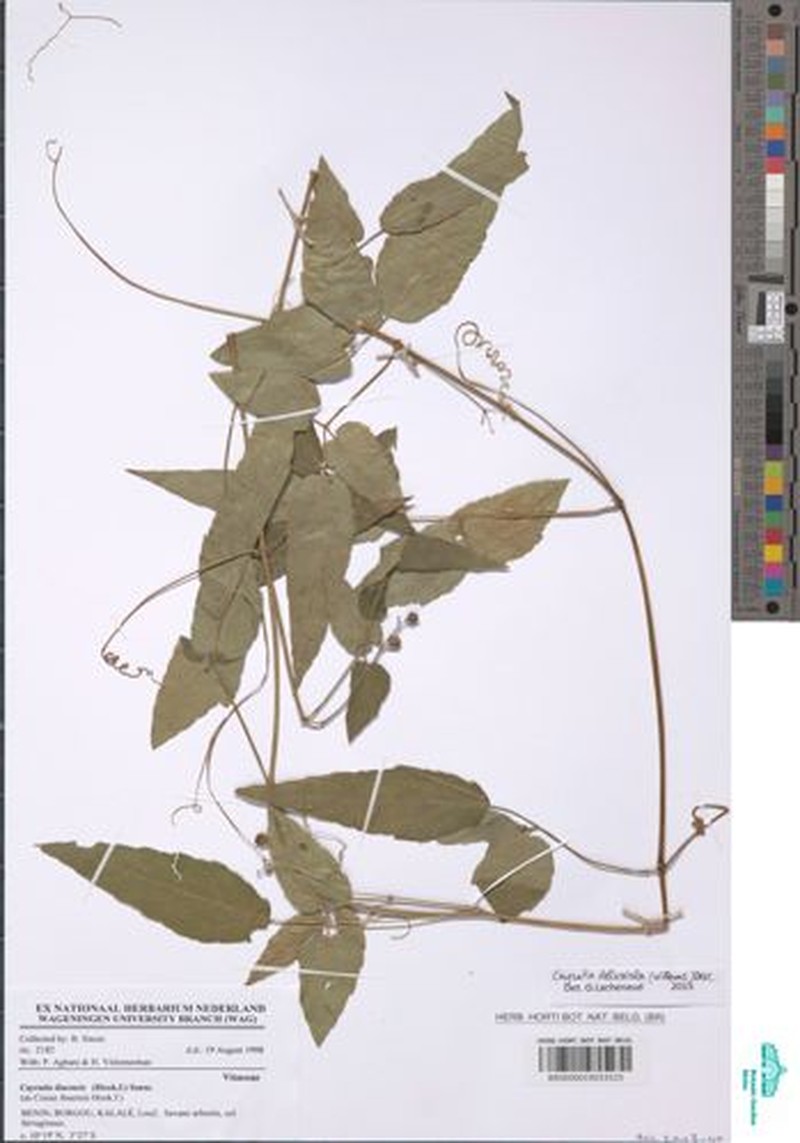 Afrocayratia delicatula photo 7