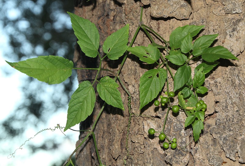 Afrocayratia gracilis