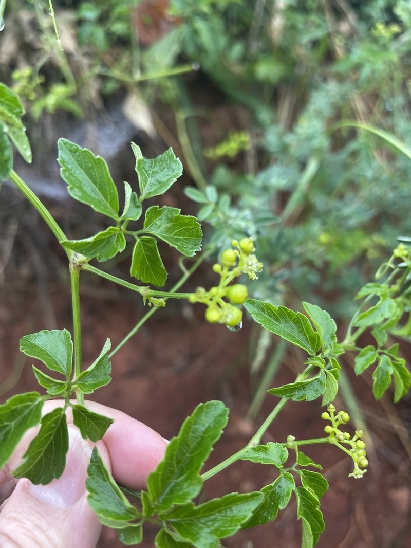 Afrocayratia gracilis photo 2