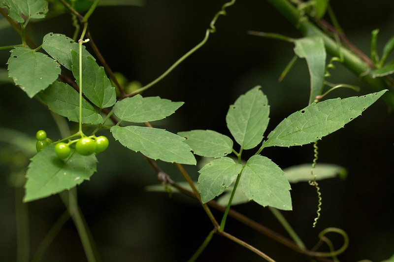 Afrocayratia gracilis photo 3