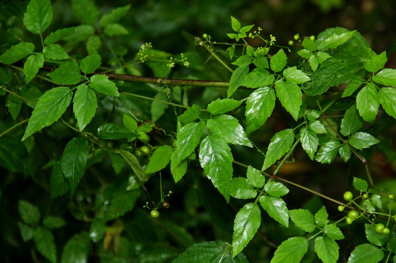 Afrocayratia gracilis photo 4