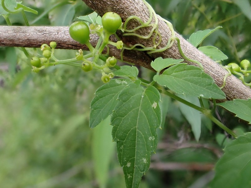 Afrocayratia gracilis photo 6