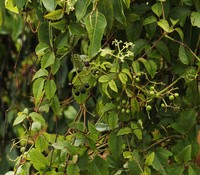 Afrocayratia ibuensis