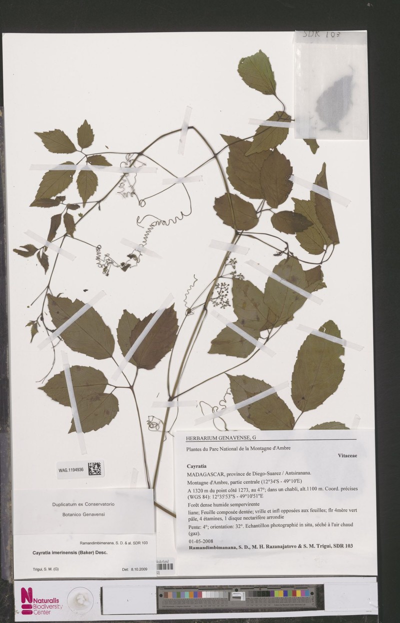 Afrocayratia imerinensis photo 3