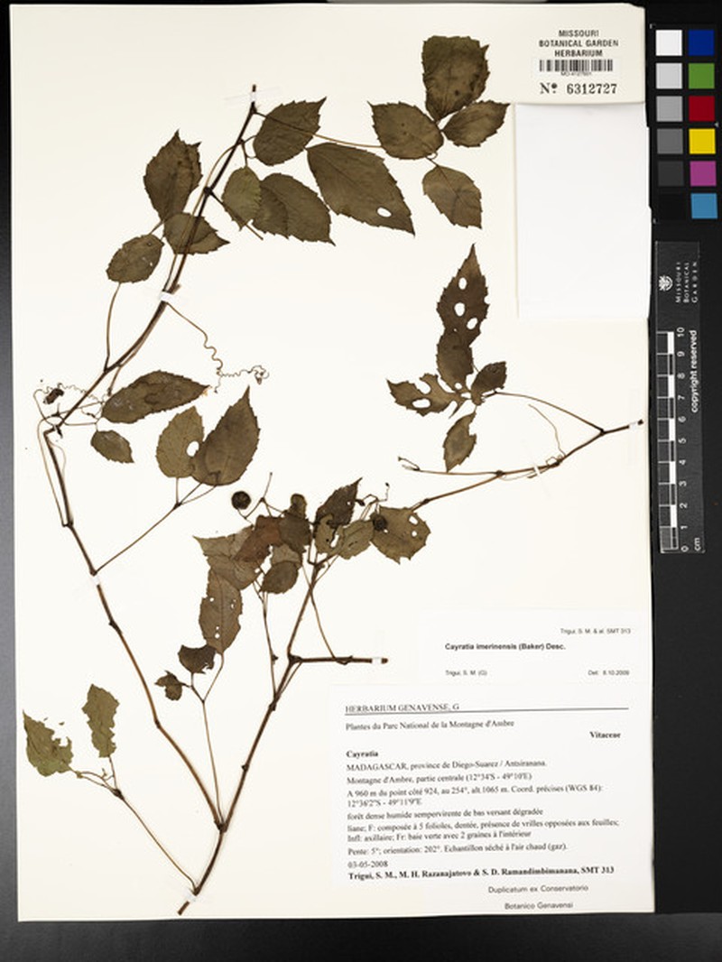 Afrocayratia imerinensis photo 3