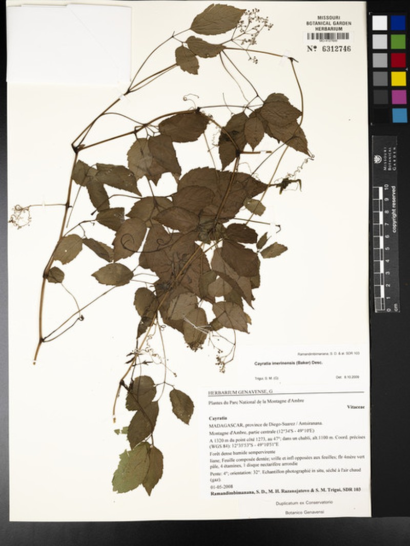 Afrocayratia imerinensis photo 4