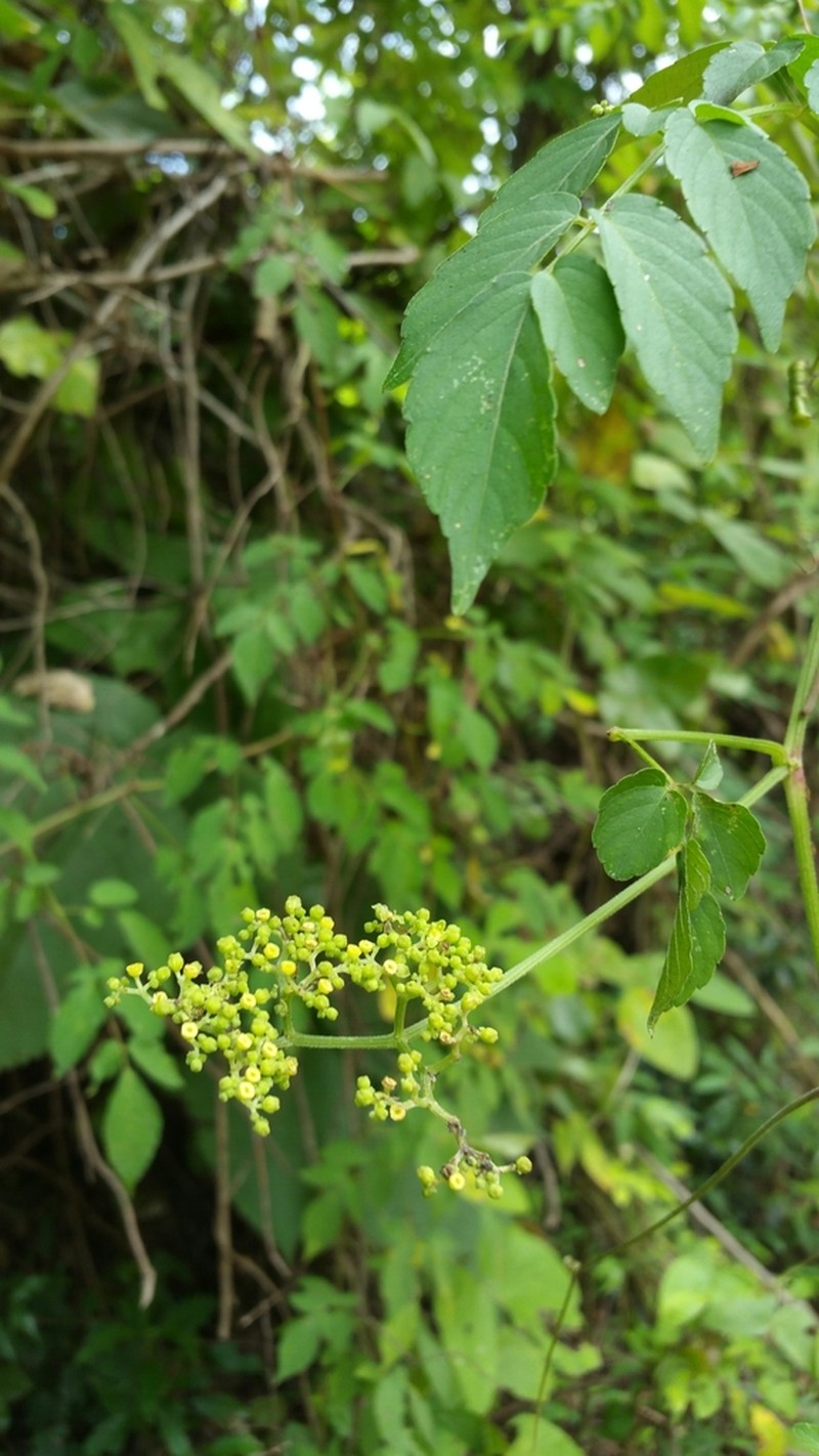 Afrocayratia triternata