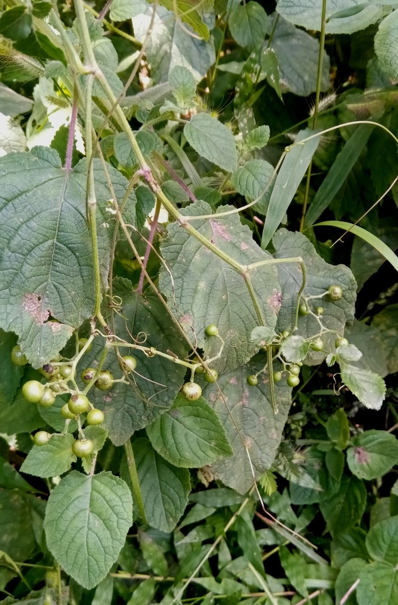 Afrocayratia triternata photo 2