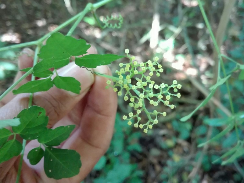 Afrocayratia triternata photo 4