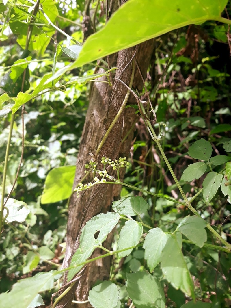 Afrocayratia triternata photo 6