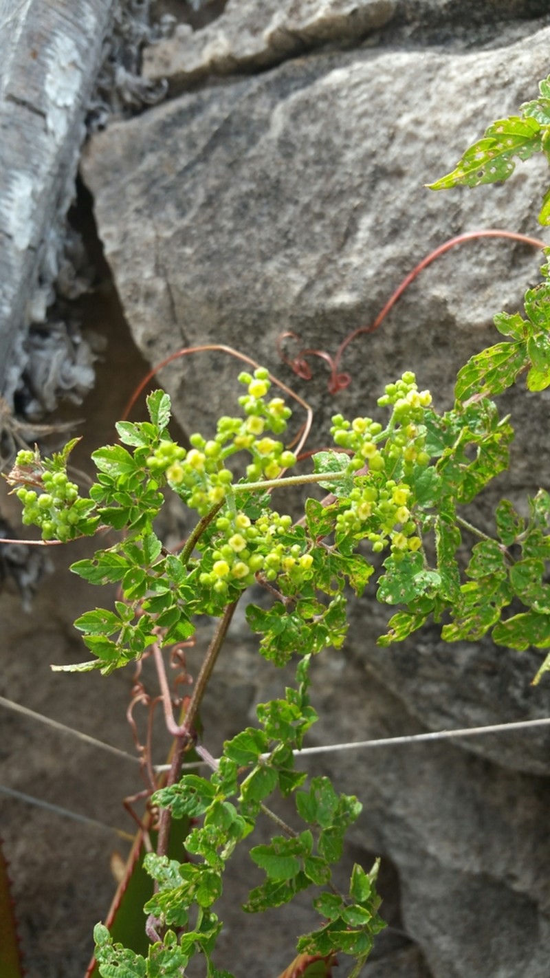 Afrocayratia triternata photo 7
