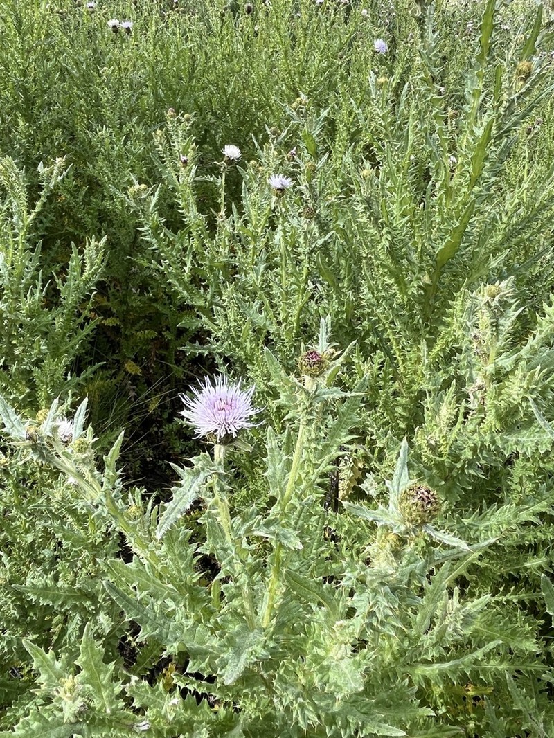 Afrocirsium buchwaldii photo 3