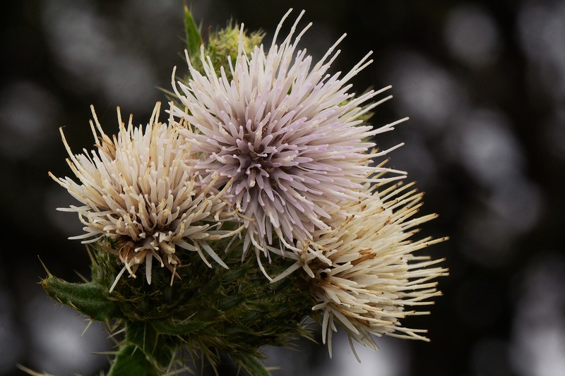 Afrocirsium buchwaldii