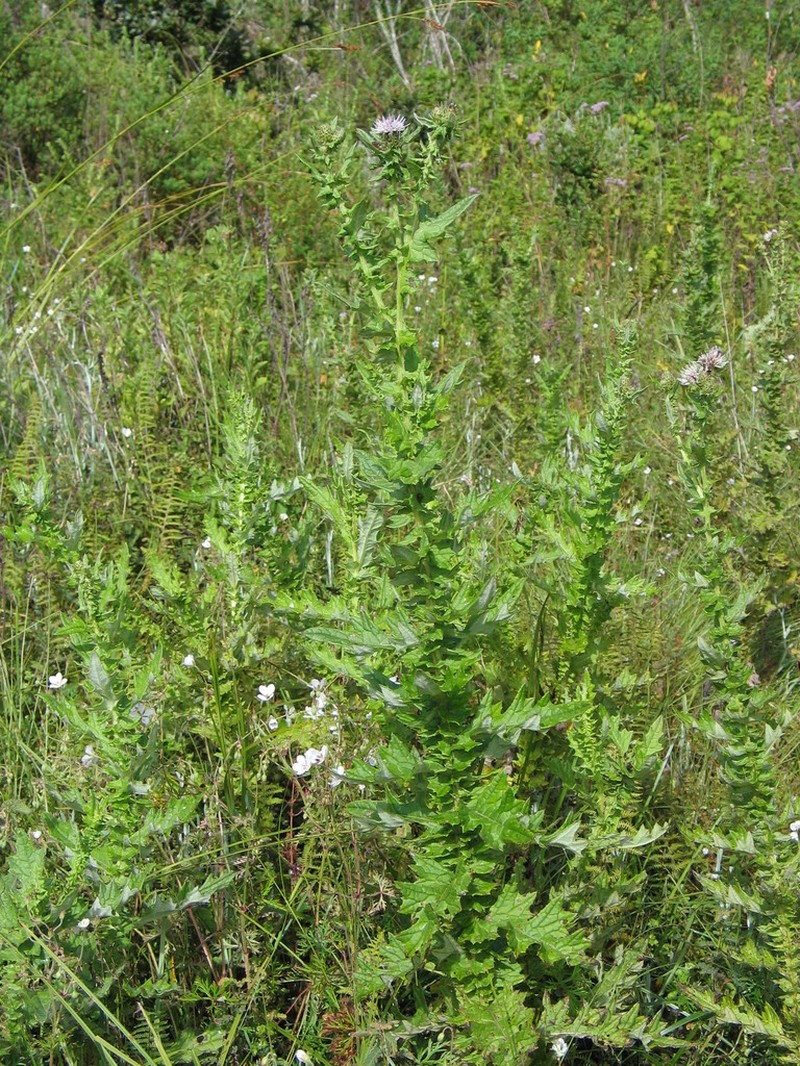 Afrocirsium buchwaldii photo 2