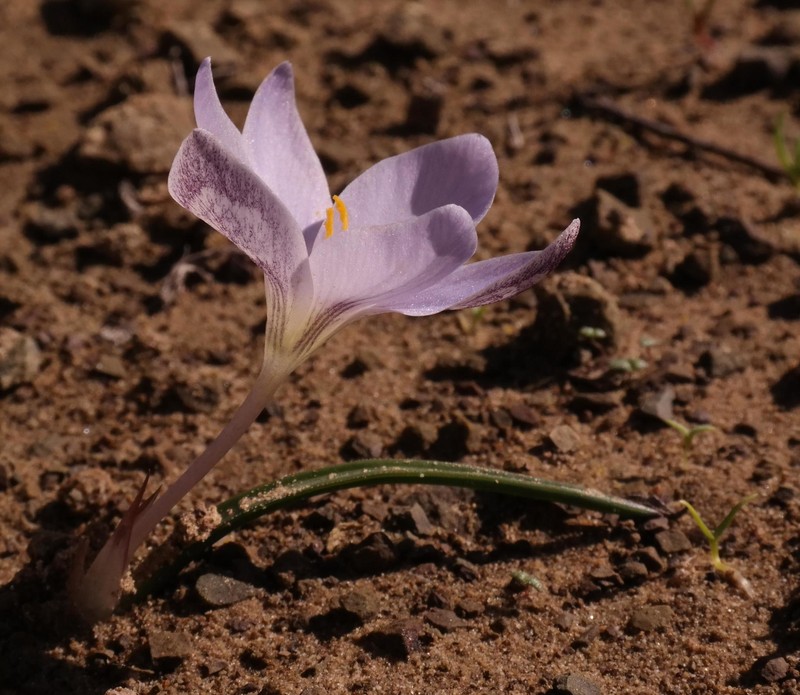 Afrocrocus unifolius