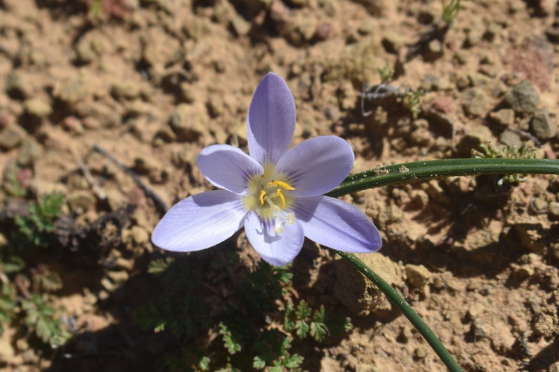 Afrocrocus unifolius photo 3