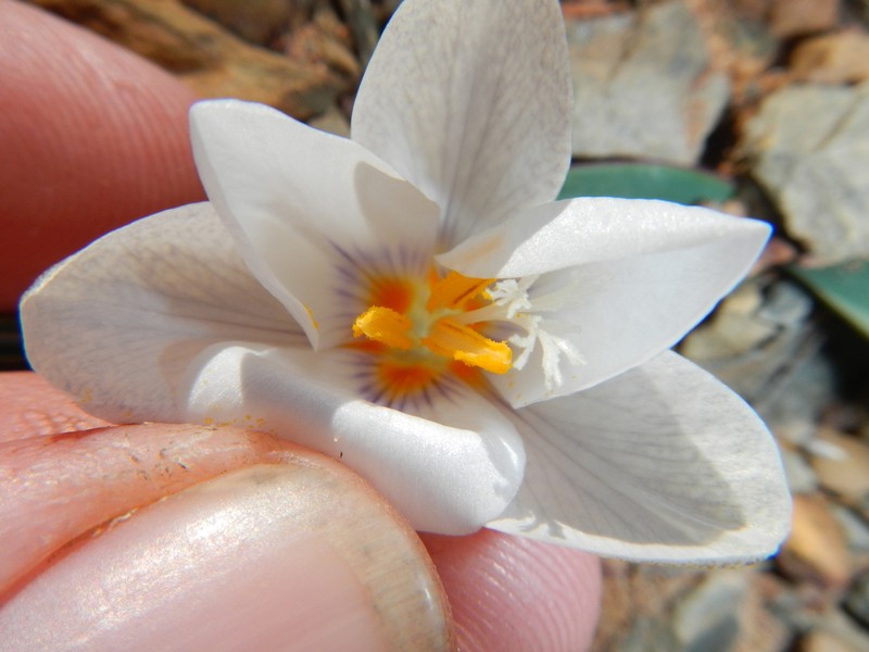 Afrocrocus unifolius photo 4