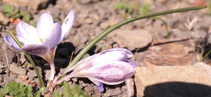 Afrocrocus unifolius photo 5