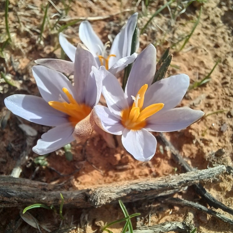 Afrocrocus unifolius photo 6
