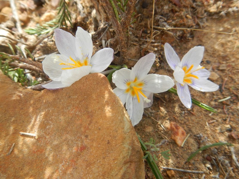 Afrocrocus unifolius photo 7
