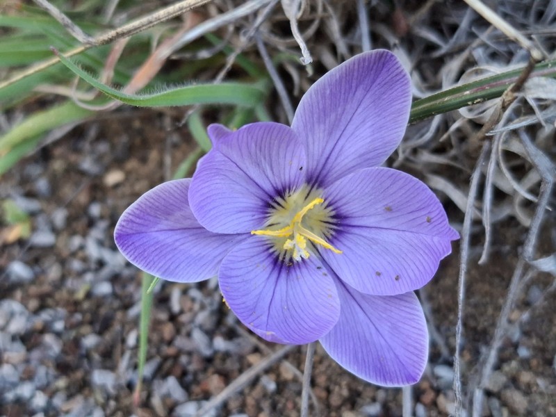 Afrocrocus unifolius photo 8