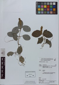 Afrofittonia silvestris