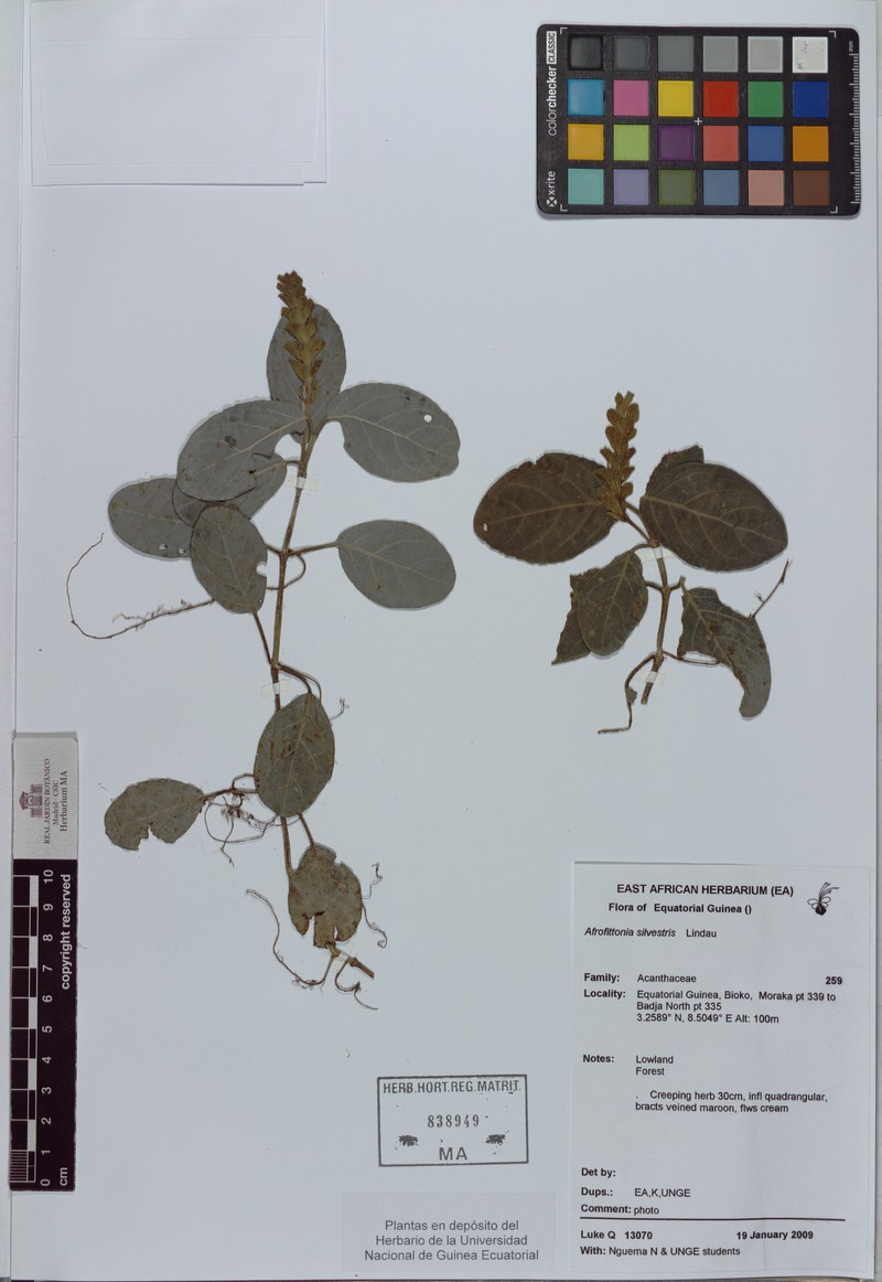 Afrofittonia silvestris
