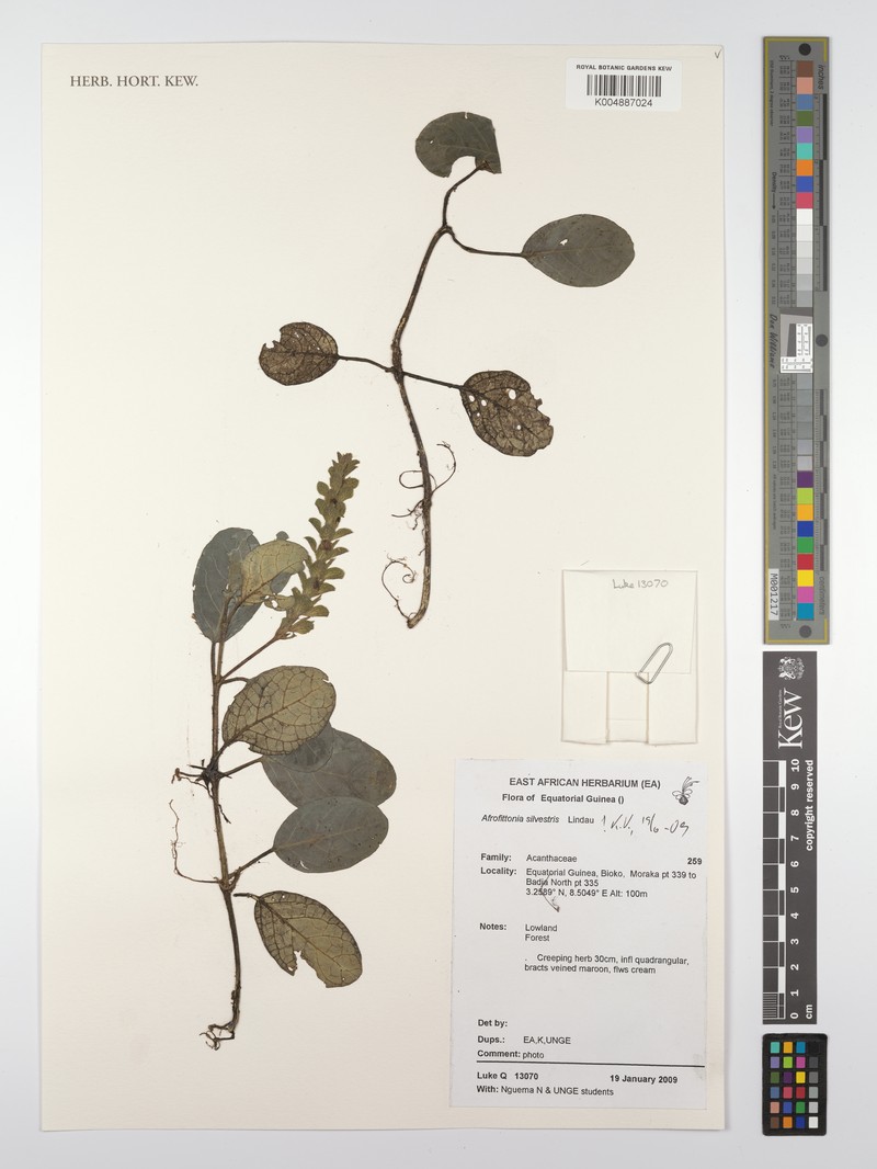 Afrofittonia silvestris photo 2