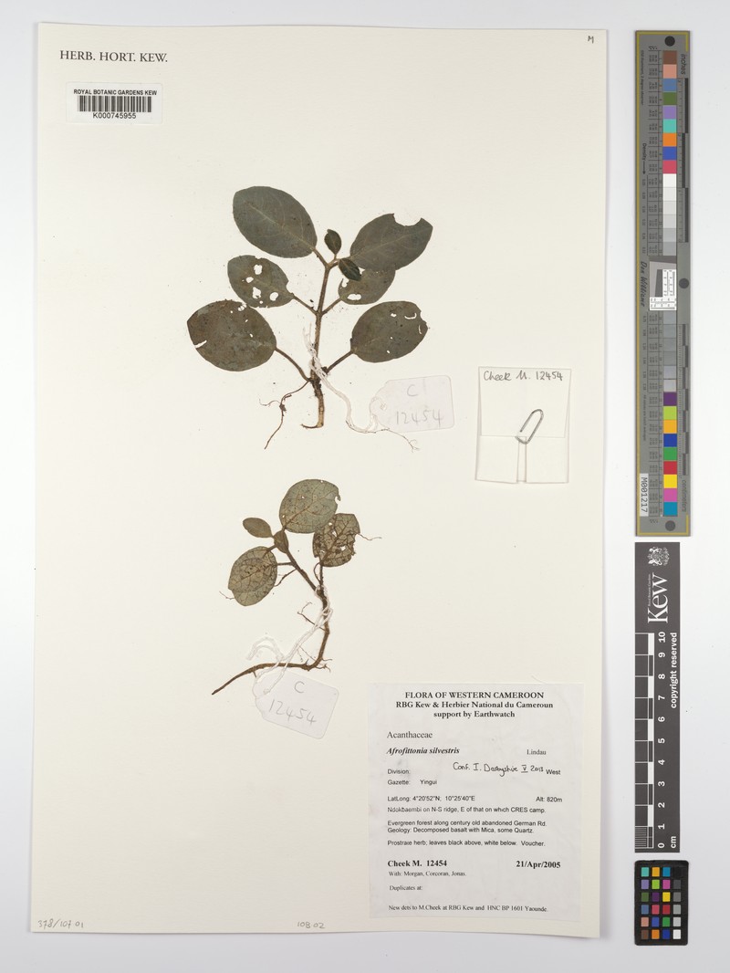 Afrofittonia silvestris photo 6