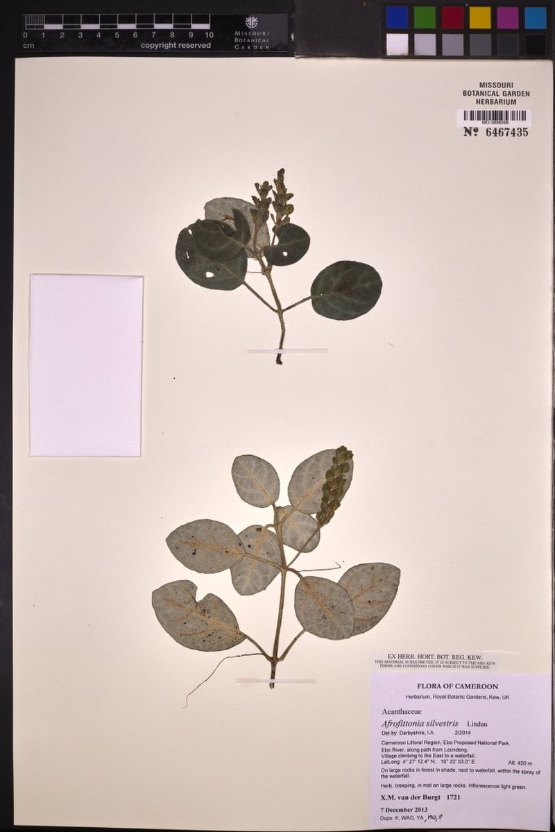 Afrofittonia silvestris photo 7