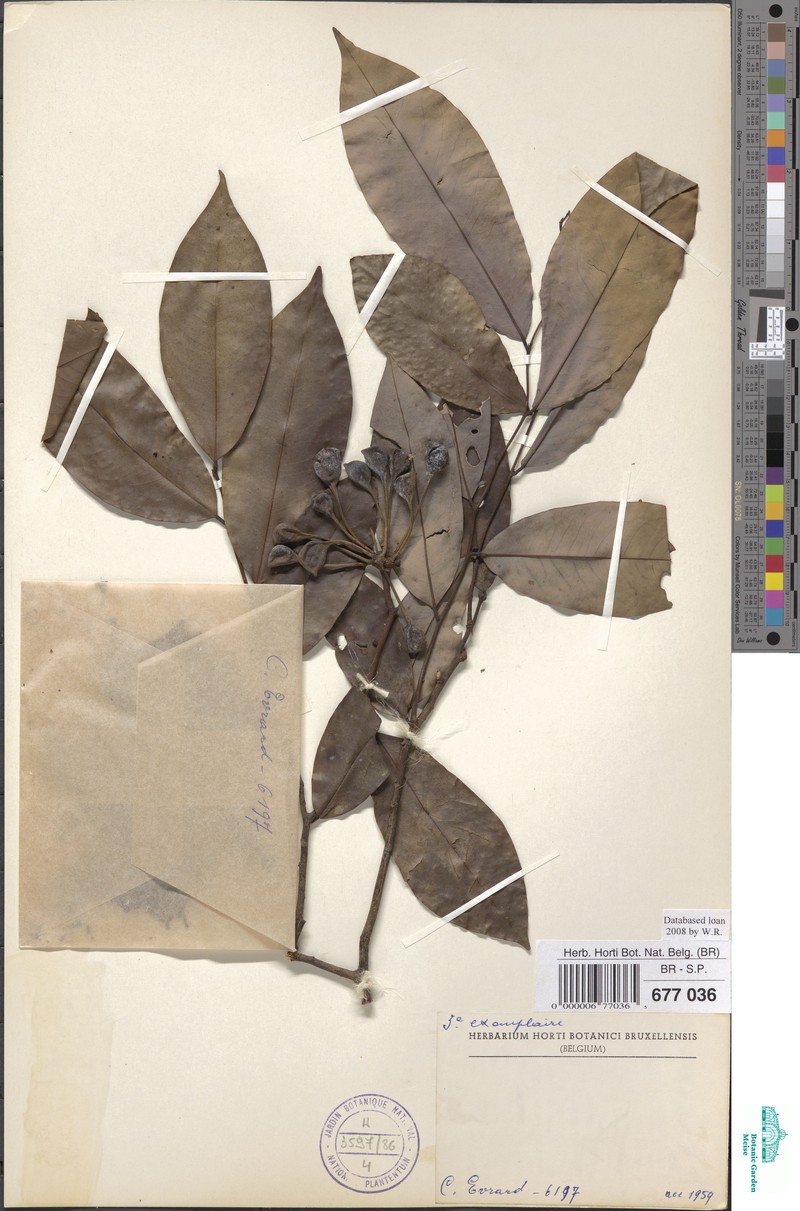 Afroguatteria bequaertii
