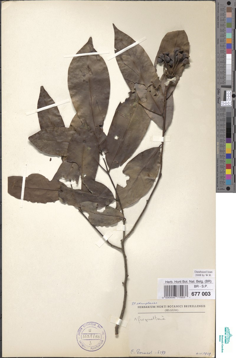 Afroguatteria bequaertii photo 2