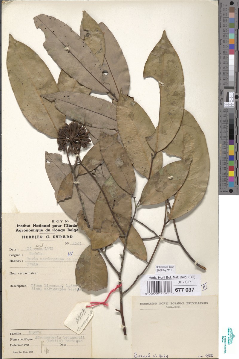 Afroguatteria bequaertii photo 3