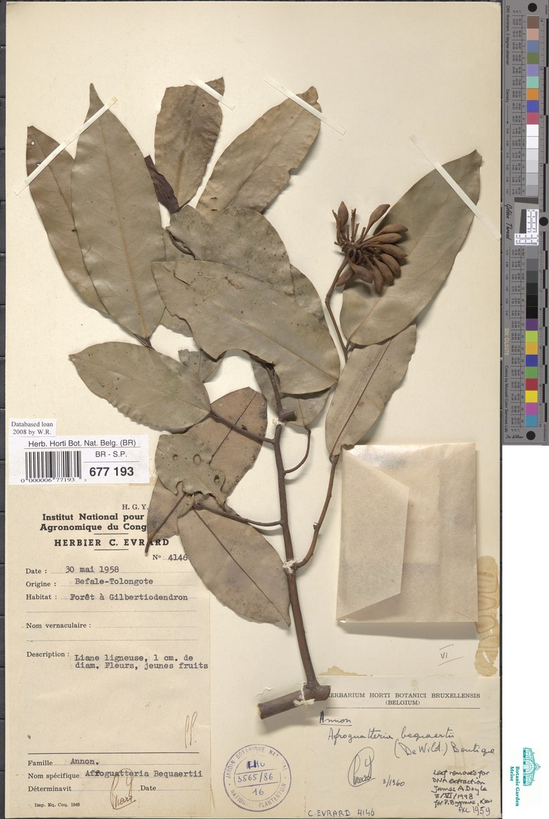 Afroguatteria bequaertii photo 4