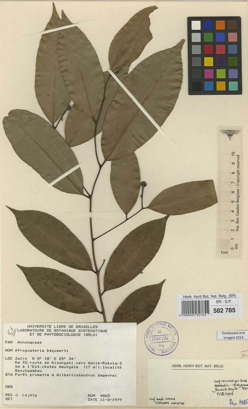 Afroguatteria bequaertii photo 5