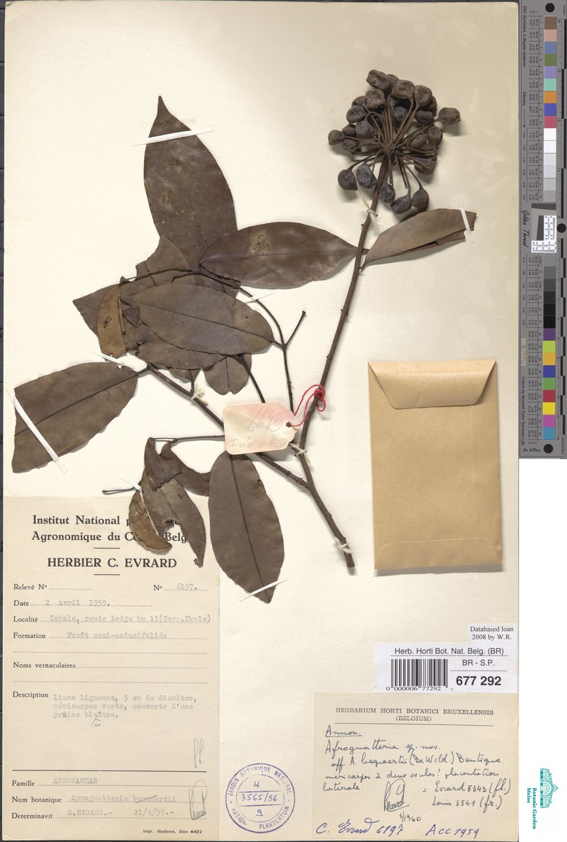 Afroguatteria bequaertii photo 6