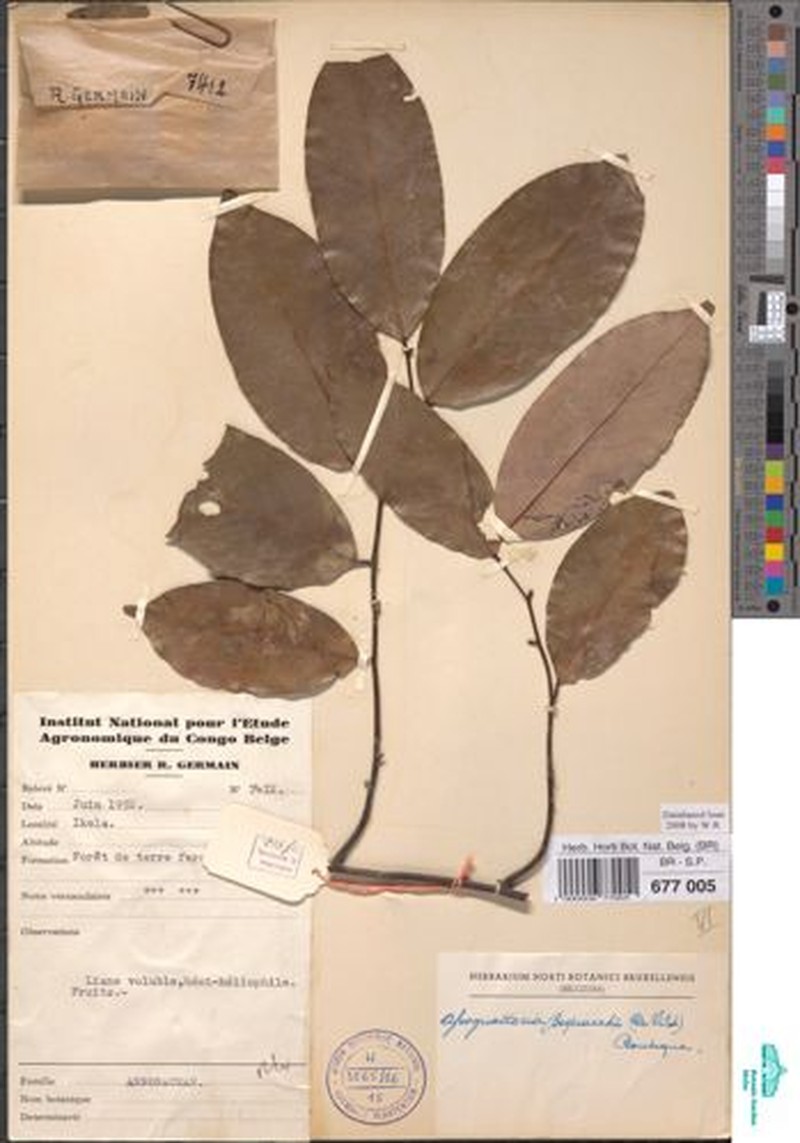 Afroguatteria bequaertii photo 7