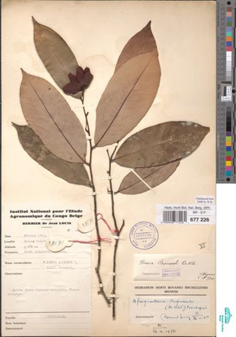 Afroguatteria bequaertii photo 8