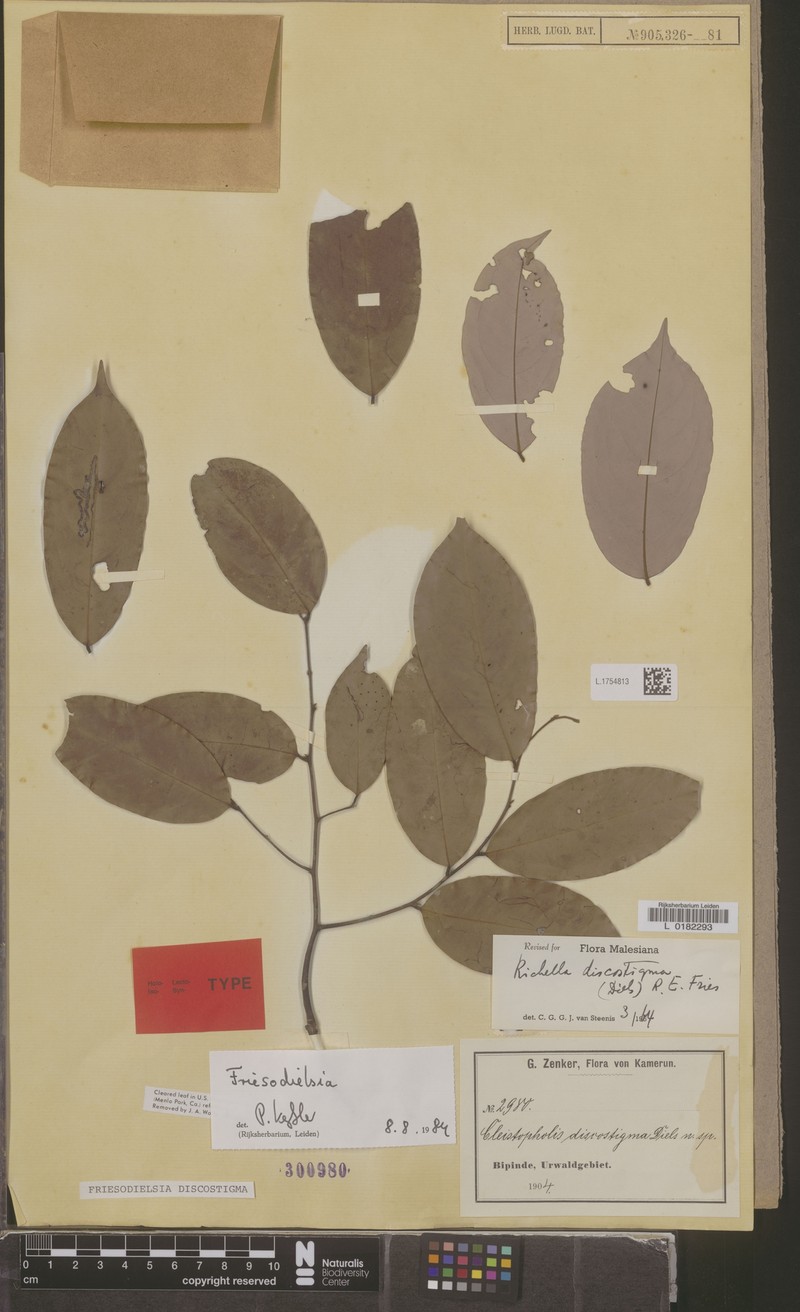 Afroguatteria discostigma photo 2