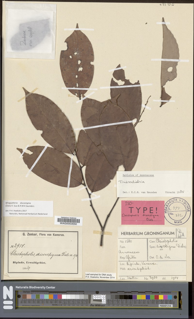 Afroguatteria discostigma photo 3