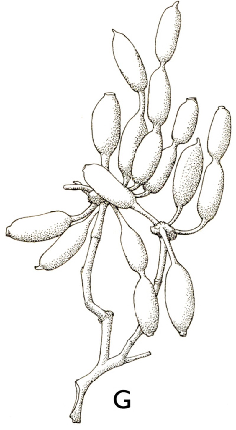 Afroguatteria discostigma
