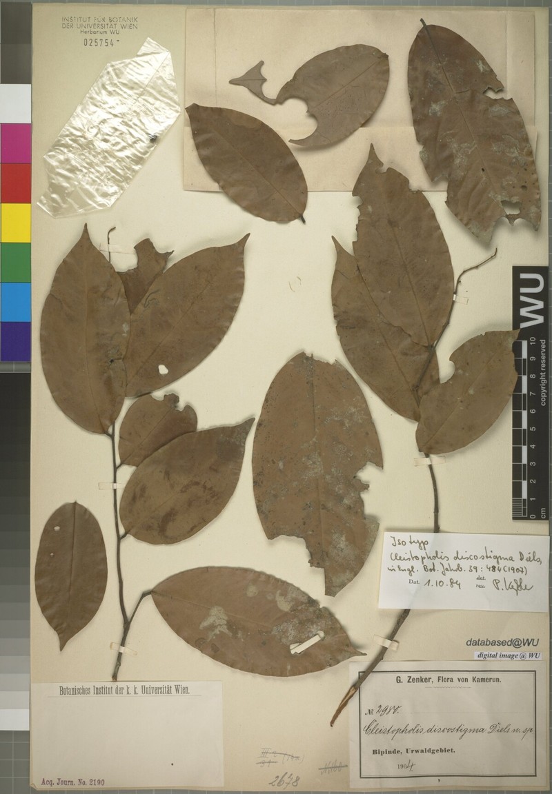 Afroguatteria discostigma
