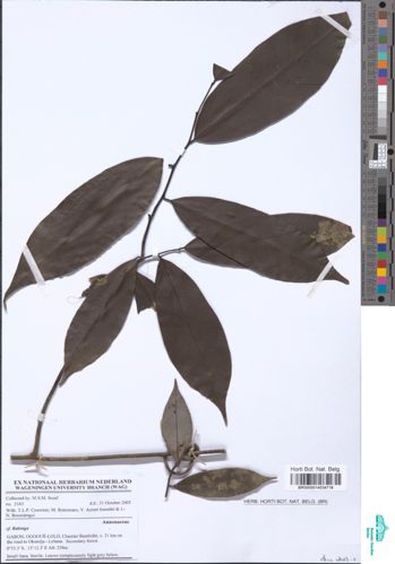 Afroguatteria globosa