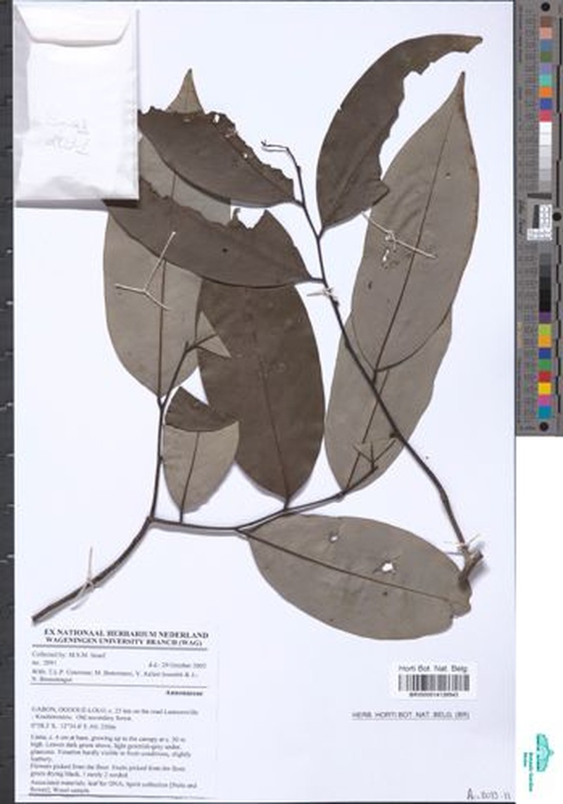 Afroguatteria globosa photo 2