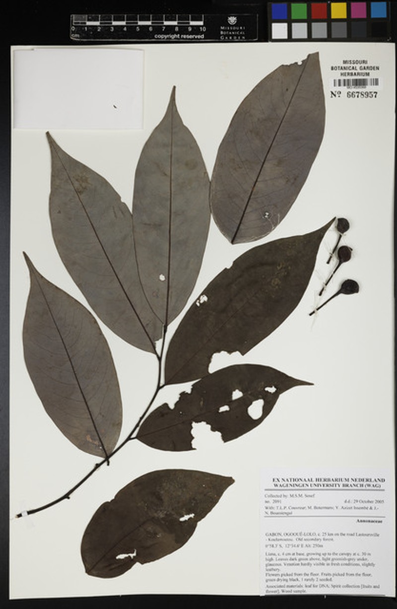 Afroguatteria globosa photo 3