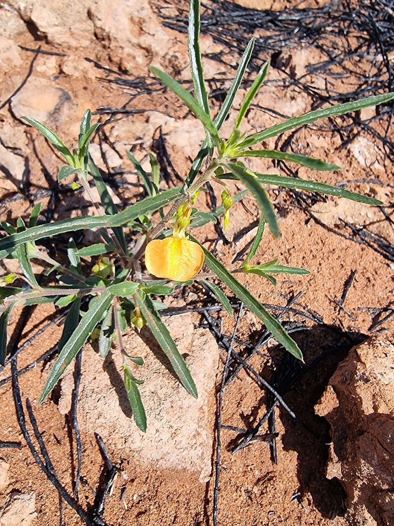 Afrohybanthus aurantiacus