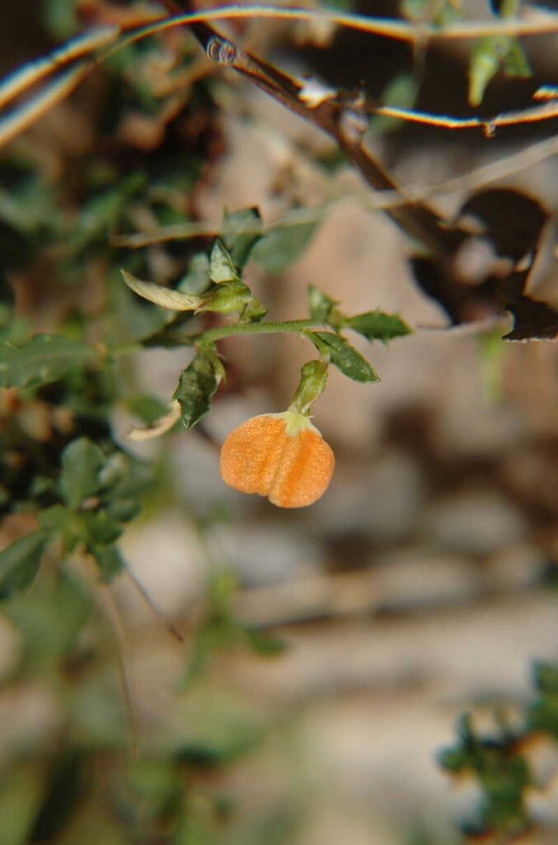 Afrohybanthus aurantiacus photo 2
